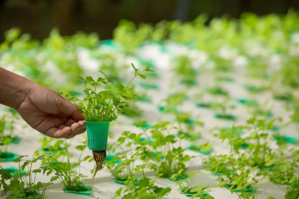 man touching green plant after watering 