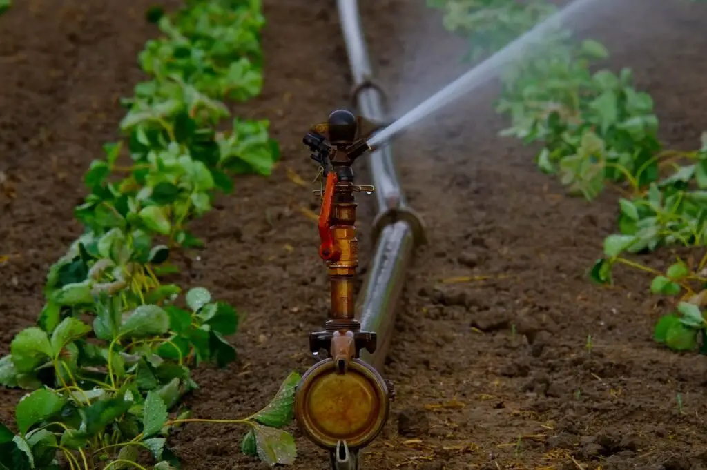 How Long Should You Run Irrigation System for Maximum Growth?