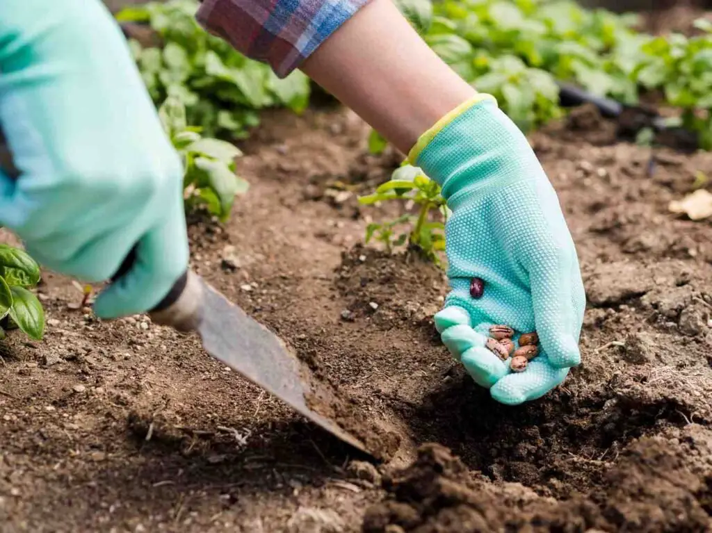 man digging soil to find out soil type to plant seeds 